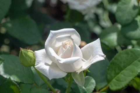 The roses Stock Photos