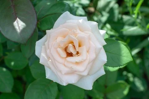 The roses Stock Photos