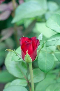 The roses Foto stock