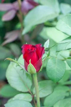 The roses Foto stock