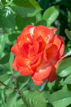 The roses Stock Photos