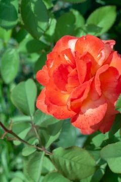 The roses Stock Photos