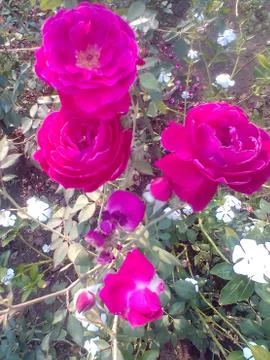 Roses Foto stock
