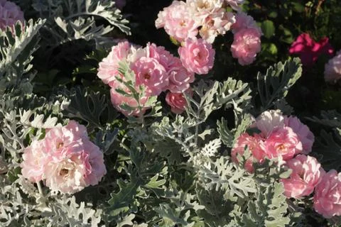 Roses Foto stock