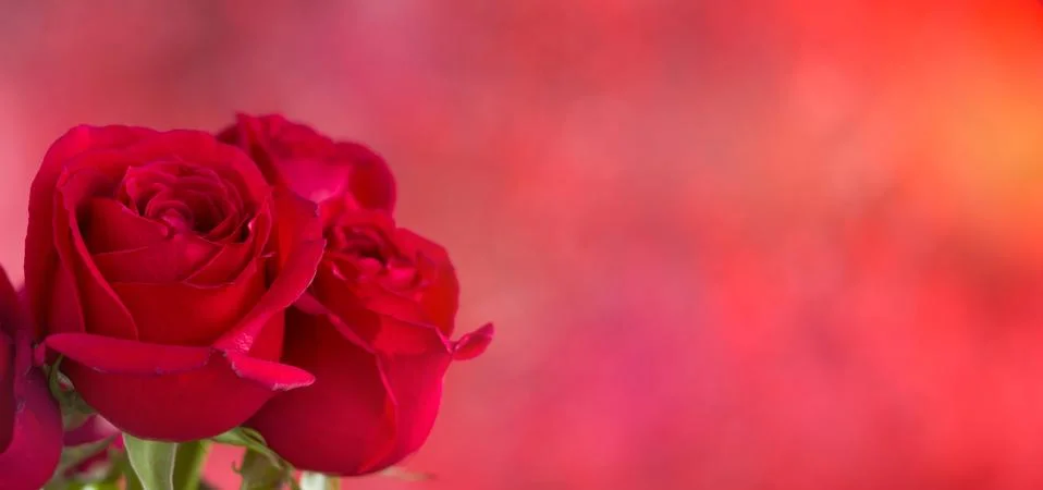 Roses Stock Photos