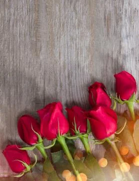 Roses Stock Photos