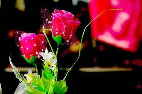 Roses Stock Photos