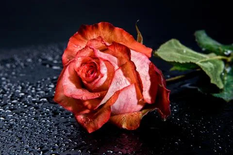 Roses Stock Photos