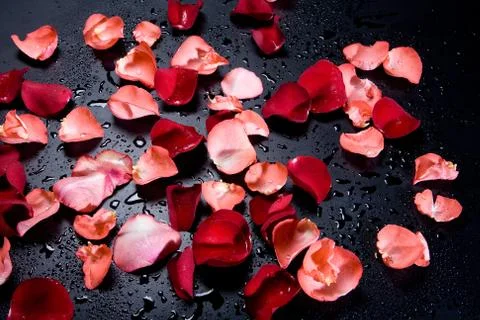 Roses Stock Photos