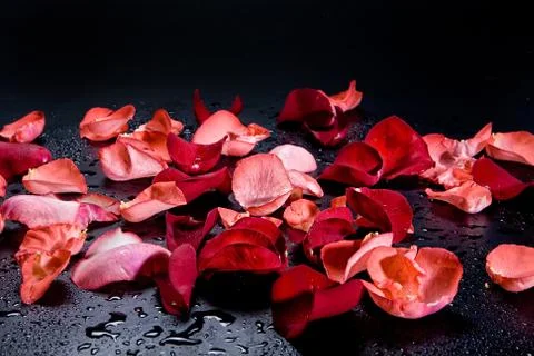 Roses Stock Photos