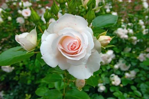 Roses Stock Photos