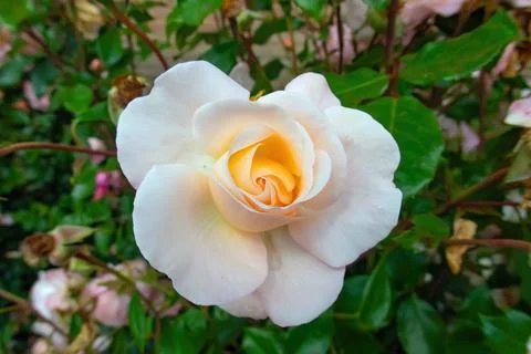 Roses Stock Photos