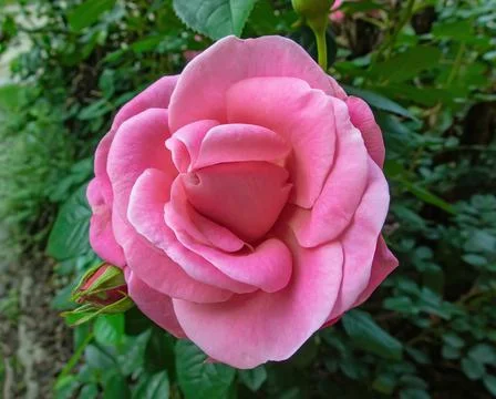 Roses Stock Photos