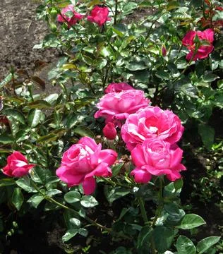 Roses Fotos de archivo