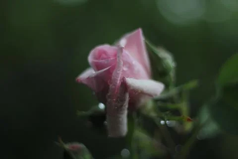 Roses 库存照片