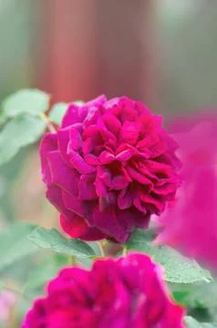 Roses Stock Photos