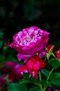 Roses Stock Photos