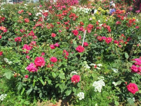Roses Foto stock