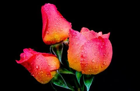 Roses. Stock Photos