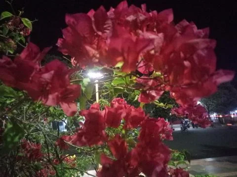 Roses Foto stock