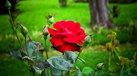 Roses Stock Photos