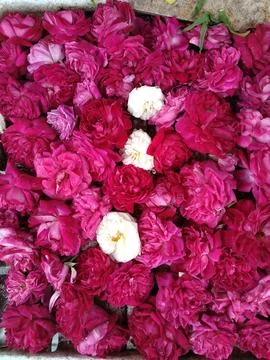 Roses Foto stock