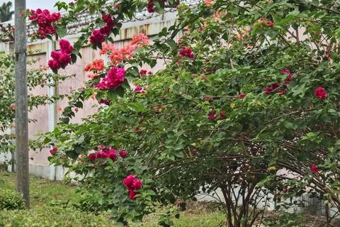 Roses Stock-Fotos
