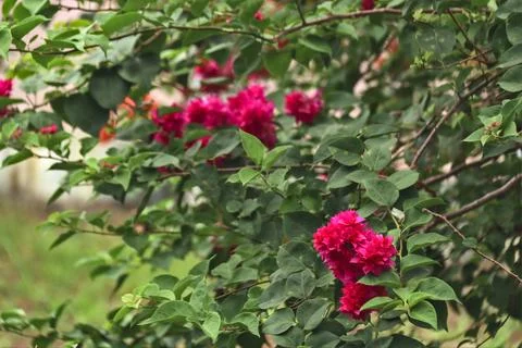 Roses Foto stock