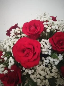 Roses Fotos de archivo