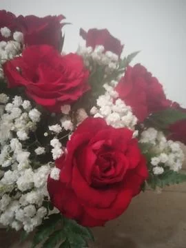 Roses Fotos de archivo