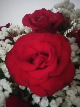 Roses Fotos de archivo