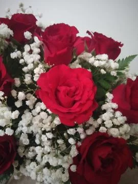 Roses Fotos de archivo