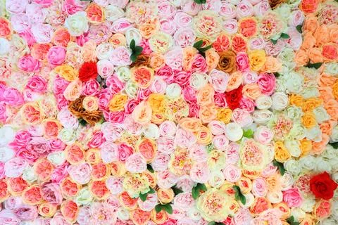 Roses Stock Photos