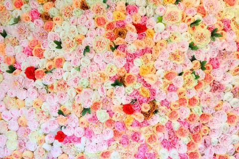 Roses Stock Photos