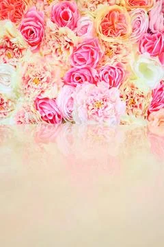 Roses Stock Photos
