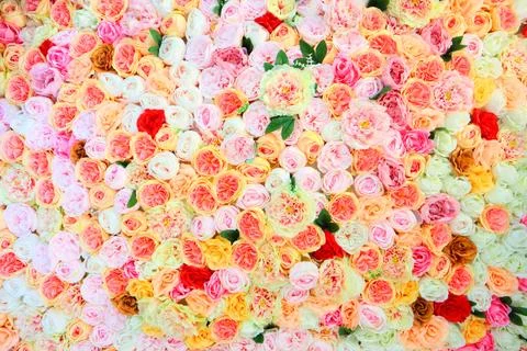 Roses Stock Photos