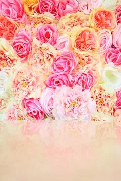Roses Stock Photos