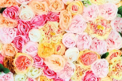 Roses Stock Photos