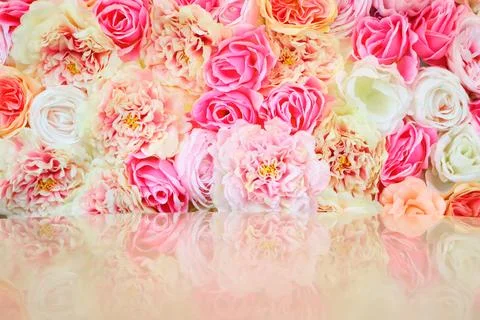 Roses Stock Photos