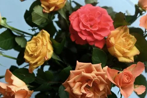 Roses 库存照片