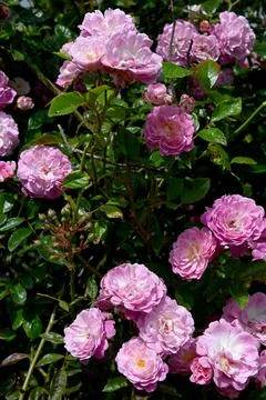 Roses Stock Photos