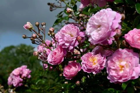 Roses Photos