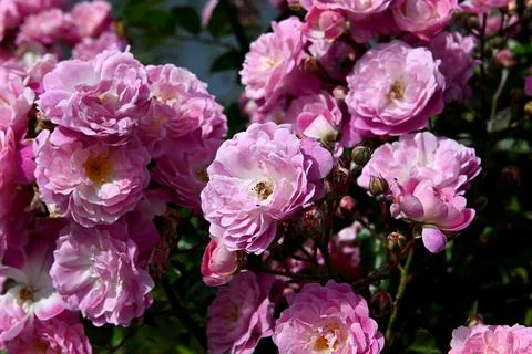 Roses 库存照片