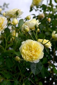Roses Foto stock