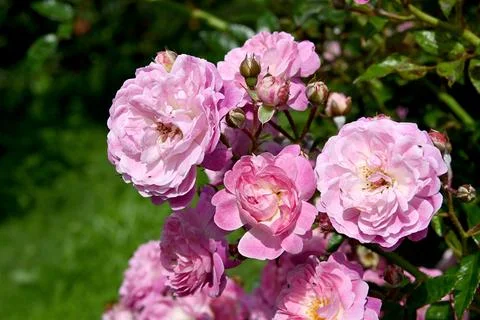 Roses Stock Photos
