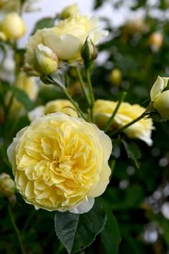 Roses Stock-Fotos