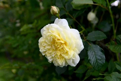 Roses Foto stock