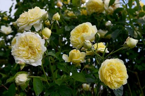 Roses Photos