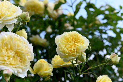 Roses Stock-Fotos