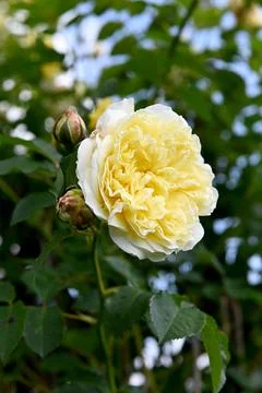 Roses Foto stock